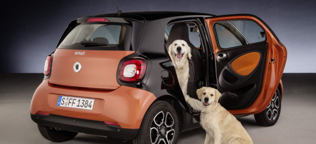 smart for dogs: Hi5 von den vier Pfoten :  smart forfour mit readyspace Sitzen: