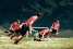 Witzige Idee: Alpine Soccer mit Sprinter-Unterstützung: Mercedes-Benz präsentiert: Fußball als schrägen Spaß