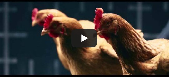 Video: Warum lässt Mercedes die Hühner tanzen?: Magic Body Control im Hühnerstall