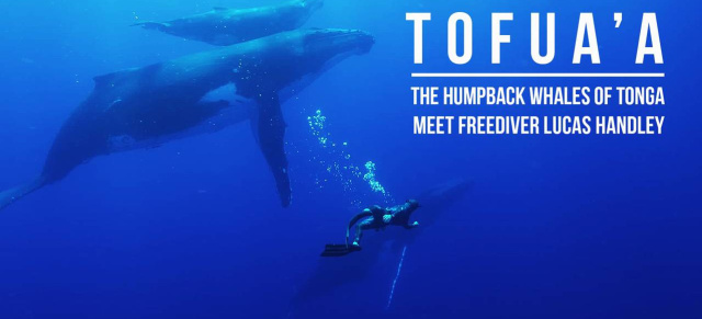 Waltag! Mercedes-Benz unterstützt Meeresbiologen  : Video: „Tofua’a“ - auf Augenhöhe mit Buckelwalen