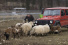 Mercedes-Benz kommt nachhaltig in die Hufe: Schafe gehören zur Landschaftspflege im geheimen Testzentrum Immendingen