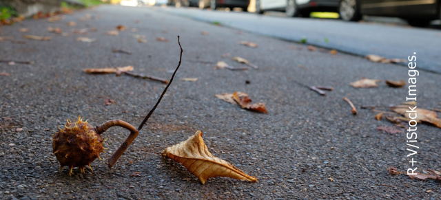 Wer zahlt für Beulen infolge von herabfallenden Kastanien?: Parken auf eigenes Risiko