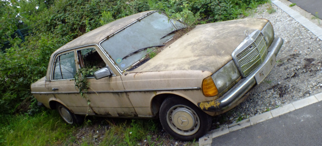 Es grünt so grün: Mercedes 300D (W123): 1979er Benz wandelt sich zum Biotop für Flora und Fauna